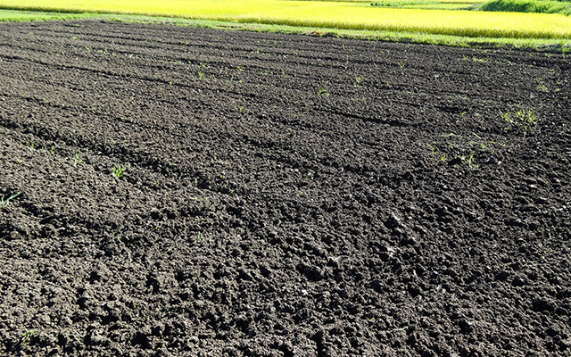 土を0.5～1mくらいの深さで耕し、堆肥と酵素を入れます。