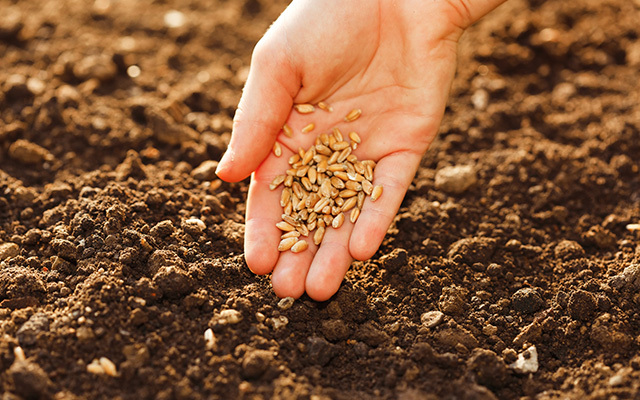 堆肥を二次発酵（土壌改良剤使用）させます。